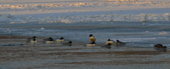 Dsc_3260- nuro13